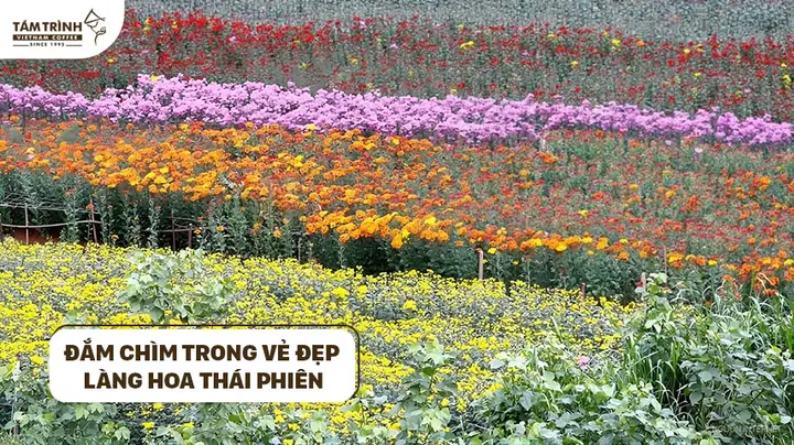 Làng Hoa Thái Phiên Đà Lạt - Thiên Đường Của Các Loại Hoa