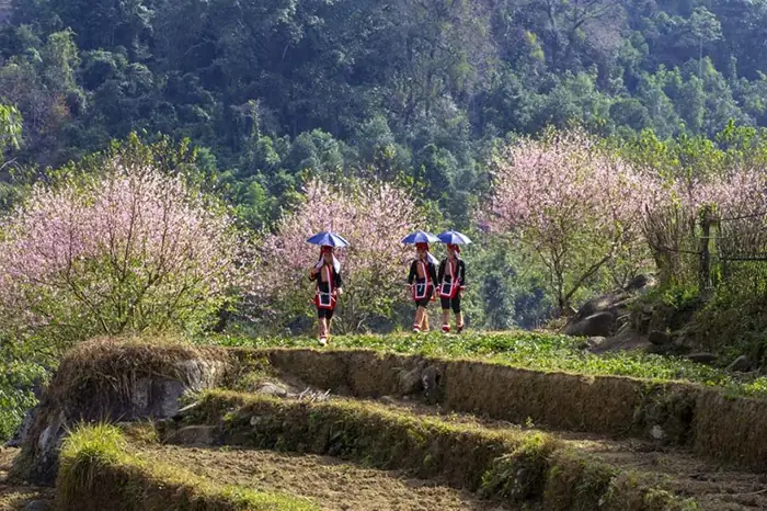 Đến Cung Đường Tuần Tra Biên Giới Bình Liêu Mùa Nào Đẹp?