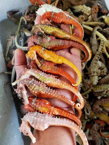 Cá Ngựa Tươi – Nhung Hươu 247
