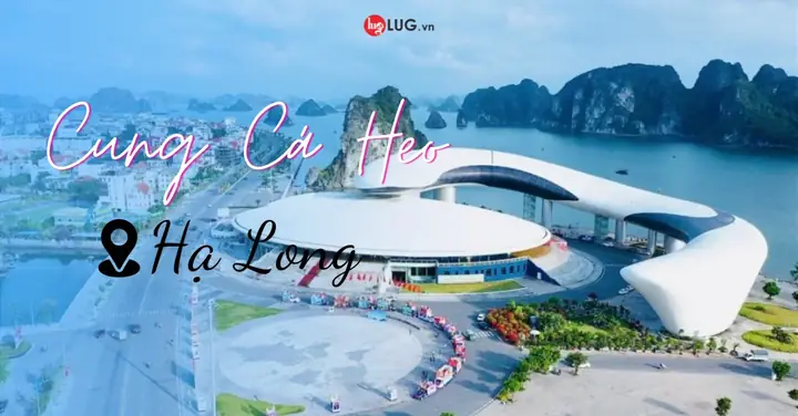 Cung Cá Heo Hạ Long Có Gì? Giá Vé, Giờ Mở Cửa