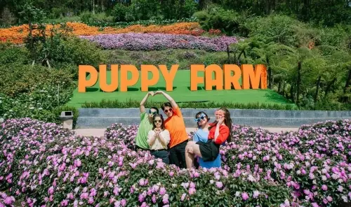 Nông Trại Cún Puppy Farm Đà Lạt Có Gì? Khám Phá A-z