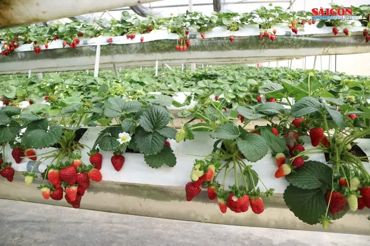 15. Vườn Dâu Tây Đà Lạt 15. Vườn Dâu Tây Đà Lạt