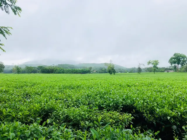 Đồi Chè Kỳ Trung