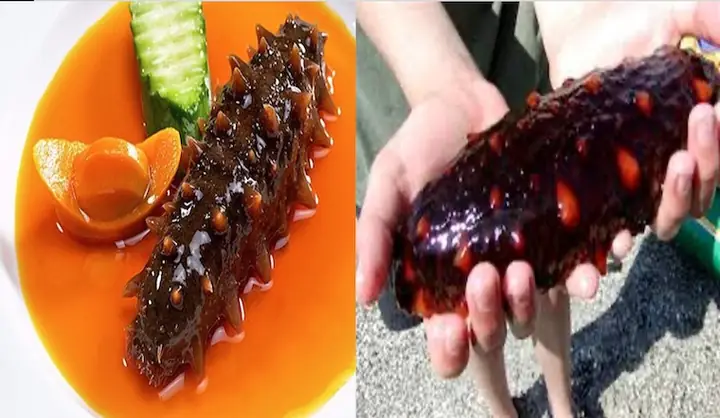 Kể Tên Các Loại Hải Sâm Ăn Được Tốt Cho Sức Khỏe