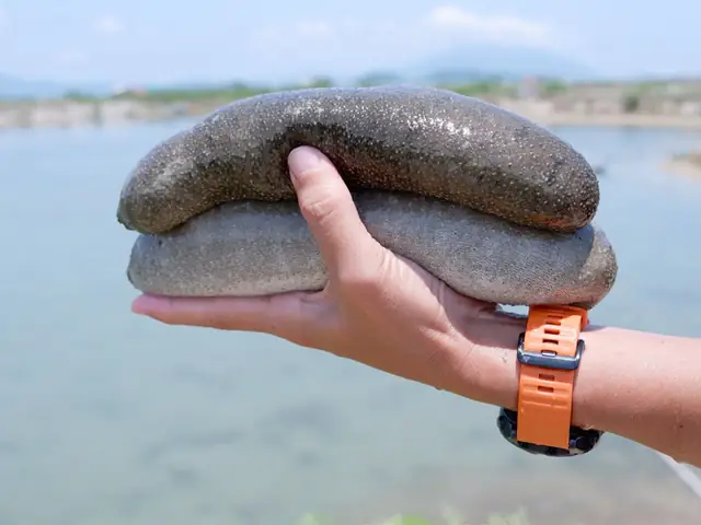 Một Số Loại Hải Sâm Ăn Được Phổ Biến