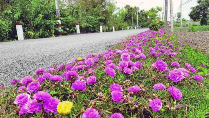 Tại Bãi Biển Này, Khi Mặt Trời Chưa Ló Dạng, Các Tiểu Thương Và Người Dân Đã Họp Chợ Hải Sản, Chợ Làng Chài Để Mua Bán Hải Sản.