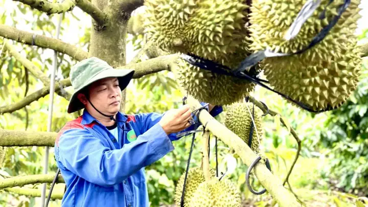 Tại Bãi Biển Này, Khi Mặt Trời Chưa Ló Dạng, Các Tiểu Thương Và Người Dân Đã Họp Chợ Hải Sản, Chợ Làng Chài Để Mua Bán Hải Sản.