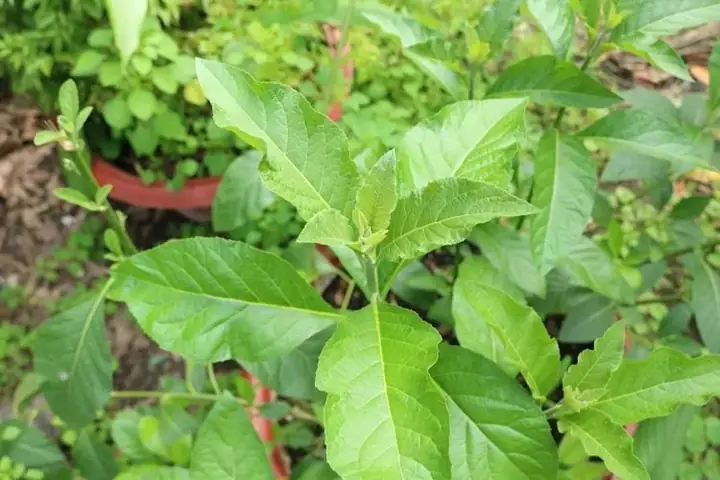 Tác Dụng, Công Dụng