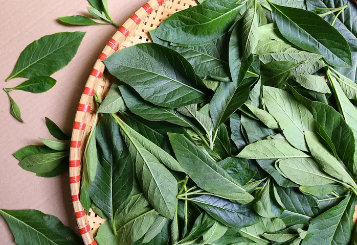 Tác Dụng Của Cây Mật Gấu