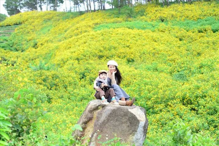 Thời Điểm Lý Tưởng Chiêm Ngưỡng Sắc Vàng Tây Nguyên Thời Điểm Lý Tưởng Chiêm Ngưỡng Sắc Vàng Tây Nguyên
