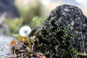 Về Hà Giang Ngắm Những Bông Hoa Trên Đá