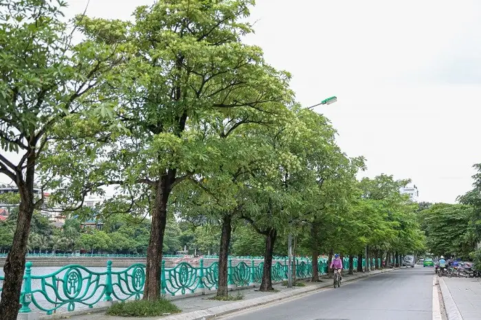 Con Đường Quanh Hồ Tây – Vẻ Đẹphoa Sữabên Sông