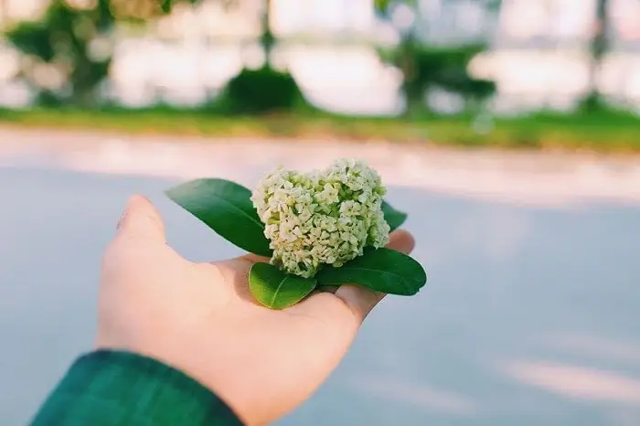 Đường Duy Tân – Gócchụp Ảnh Hoa Sữalý Tưởng Đường Duy Tân – Gócchụp Ảnh Hoa Sữalý Tưởng