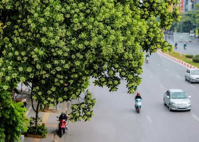 Gợi Ý Góc Chụp Và Ý Tưởng Sáng Tạo Vớihoa Sữa Gợi Ý Góc Chụp Và Ý Tưởng Sáng Tạo Vớihoa Sữa