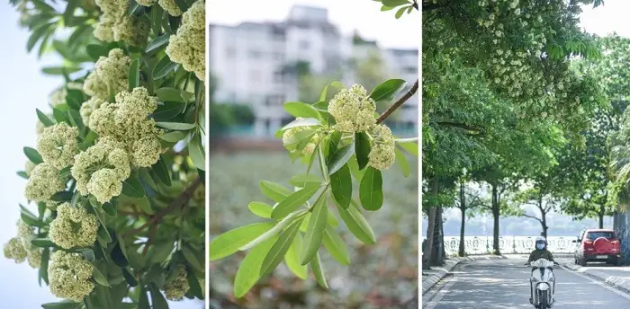 Sức Hút Khó Cưỡng Từ Hươnghoa Sữađặc Trưng Sức Hút Khó Cưỡng Từ Hươnghoa Sữađặc Trưng