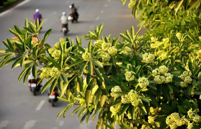Đường Lạc Long Quân – Chốn Thơ Mộng Vớihoa Sữa Đường Lạc Long Quân – Chốn Thơ Mộng Vớihoa Sữa