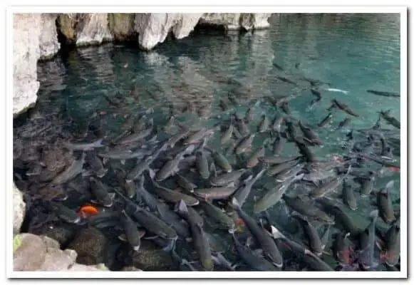 Bảo Tồn Và Phát Triển