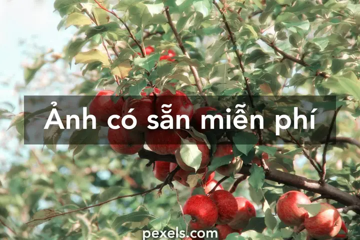 000.000+ Ảnh Đẹp Nhất Về Vườn Trái Cây · Tải Xuống Miễn Phí ...