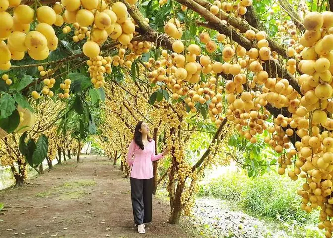 Vu Chốn Miệt Vườn, Đừng Bỏ Lỡ Vườn Trái Cây Phong Điền Cần Thơ