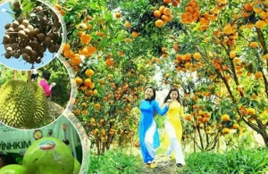 Tròn Cả Mắt Với Vườn Trái Cây Mỹ Khánh Đẹp Đến Nao Lòng Du Khách