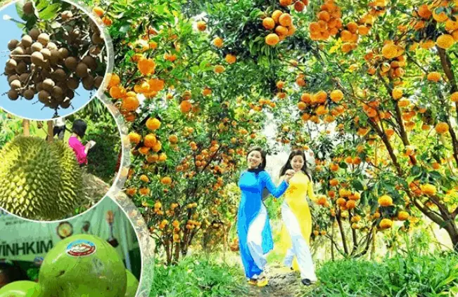Tròn Cả Mắt Với Vườn Trái Cây Mỹ Khánh Đẹp Đến Nao Lòng Du Khách