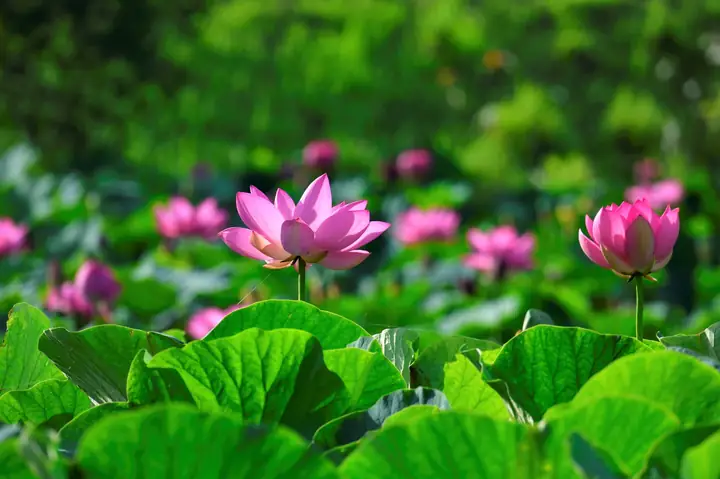 Những Địa Điểm Nổi Tiếng Để Ngắm Hoa Sen (toàn Quốc) | Kokoro Vj Những Địa Điểm Nổi Tiếng Để Ngắm Hoa Sen (toàn Quốc) | Kokoro Vj