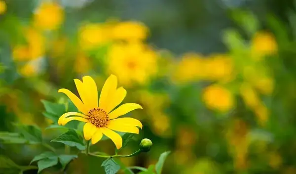 Mùa Hoa Dã Quỳ Nở Rộ Ở Việt Nam