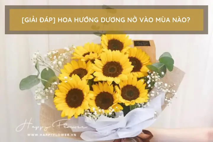 Hoa Hướng Dương Nở Vào Mùa Nào?
