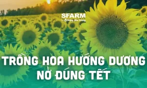 Kỹ Thuật Trồng Hoa Hướng Dương Nở Đúng Tết 2026 Đẹp, Dễ Chăm ...