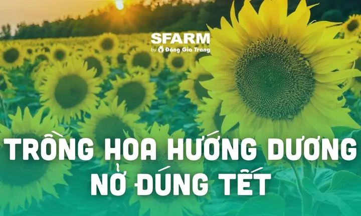 Kỹ Thuật Trồng Hoa Hướng Dương Nở Đúng Tết 2026 Đẹp, Dễ Chăm ...