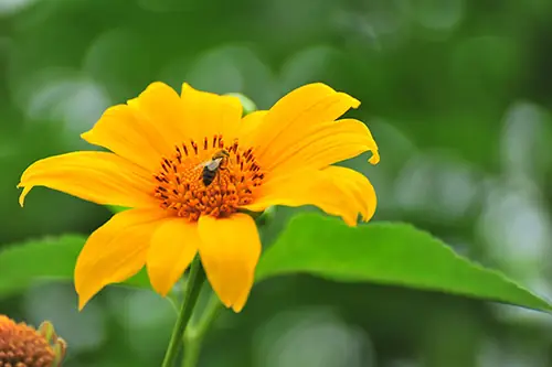 Cung Đường Ngắm Hoa Dã Quỳ Nổi Tiếng Ở Đà Lạt Cung Đường Ngắm Hoa Dã Quỳ Nổi Tiếng Ở Đà Lạt