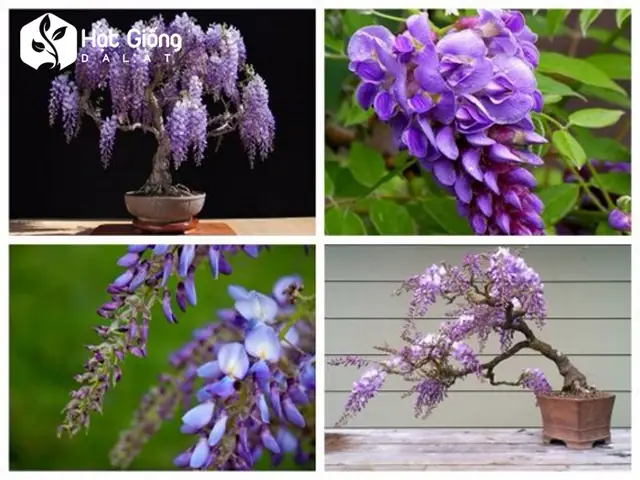 Hạt Giống Hoa Tử Đăng