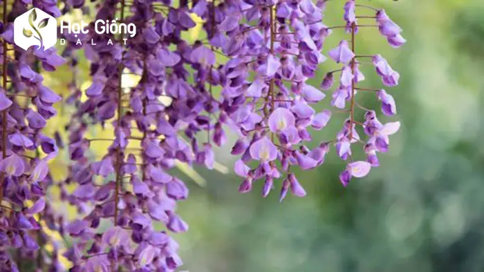 Hạt Giống Hoa Tử Đăng