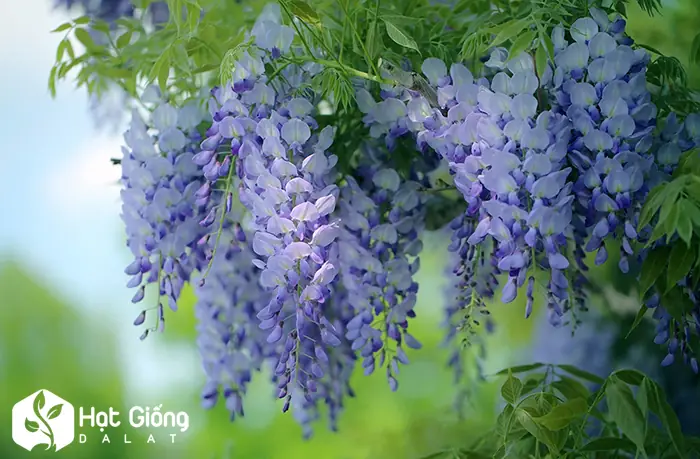 Hạt Giống Hoa Tử Đăng