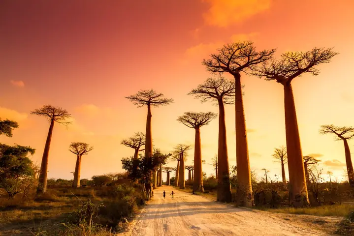 Khám Phá 5 Địa Điểm Du Lịch Madagascar: Vẻ Đẹp Hoang Dã Và ...