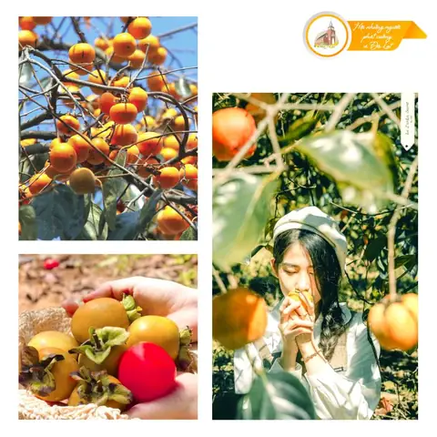 Hồng Giòn Đà Lạt Có Vào Tháng Mấy, Có Mấy Loại, Mua Ở Đâu?