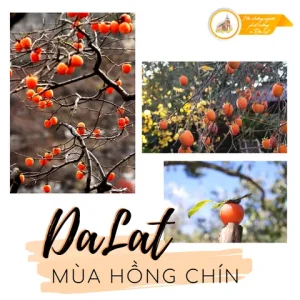 Hồng Giòn Đà Lạt Có Vào Tháng Mấy?