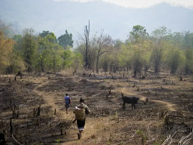 Deforestation In Southeast Asia: Causes And Solutions | Earth.org