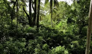 State Of The World's Forests 2020