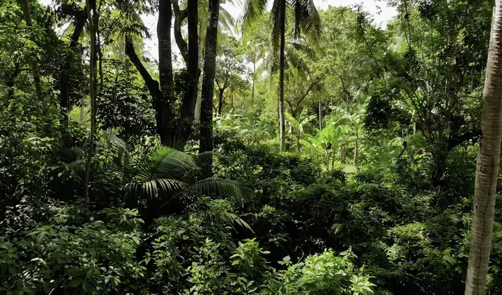 State Of The World's Forests 2020
