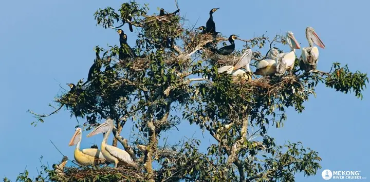 Ecotourism Sites For Mekong Delta Tours
