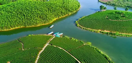 Đảo Chè Thanh Chương - Thiên Đường Xanh Mướt Ở Xứ Nghệ