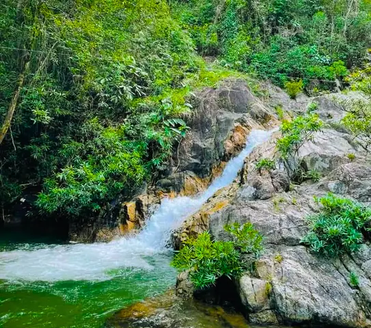 Rừng Nguyên Sinh – Điểm Đến Hùng Vĩ Giữa Lòng Khánh Hòa Rừng Nguyên Sinh – Điểm Đến Hùng Vĩ Giữa Lòng Khánh Hòa