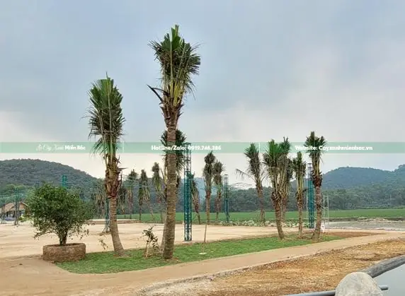 Thông Tin Cây Xanh.