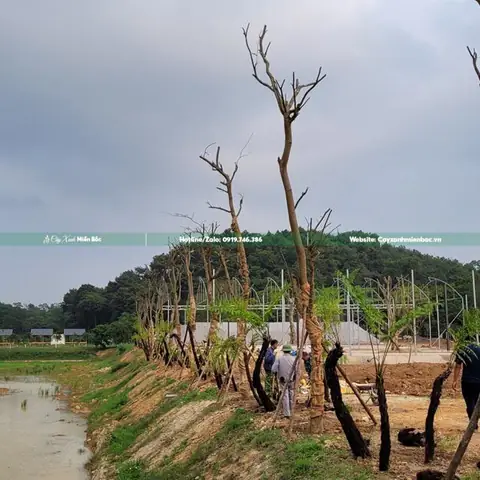 Thông Tin Của Dự Án