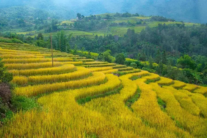 Bình Liêu Mùa Vàng (tháng 7 & Tháng 10)