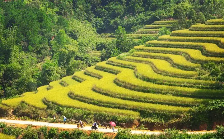 Ruộng Bậc Thang Ngắm Bình Liêu Mùa Lúa Chín