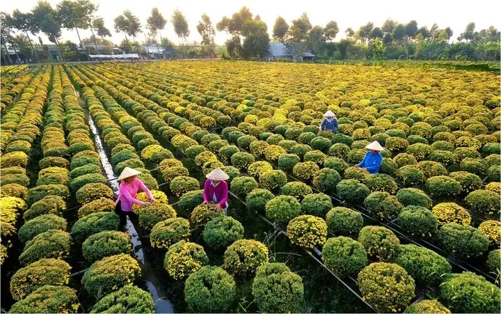 Tổng Quan Khí Hậu Và Lịch Trình Lễ Hội Hoa Xuân