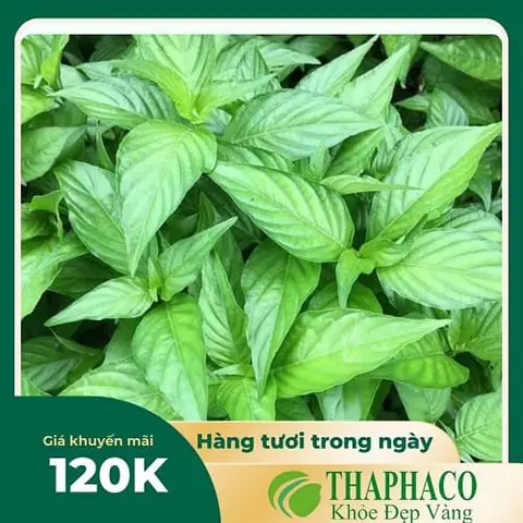 Lá Cẩm Nhật Tươi Nguyên Chất - Thảo Dược Thaphaco