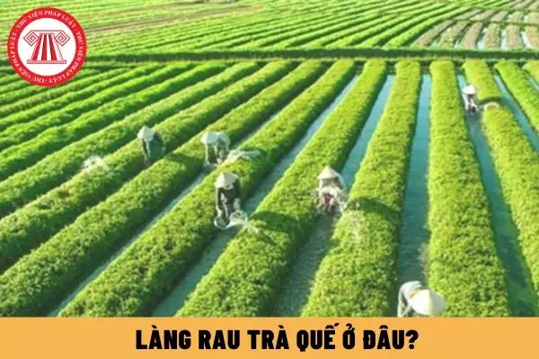 Làng Rau Trà Quế Ở Đâu?
